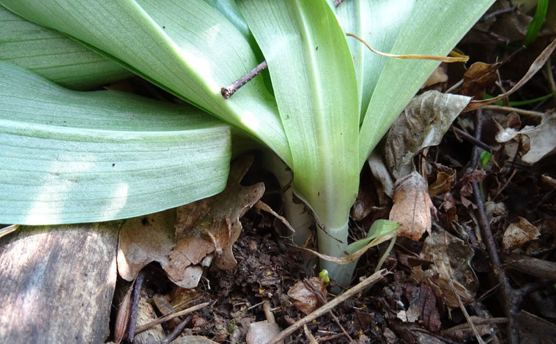 Orchis purpurea